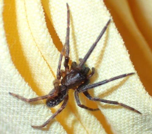 Segestria florentina